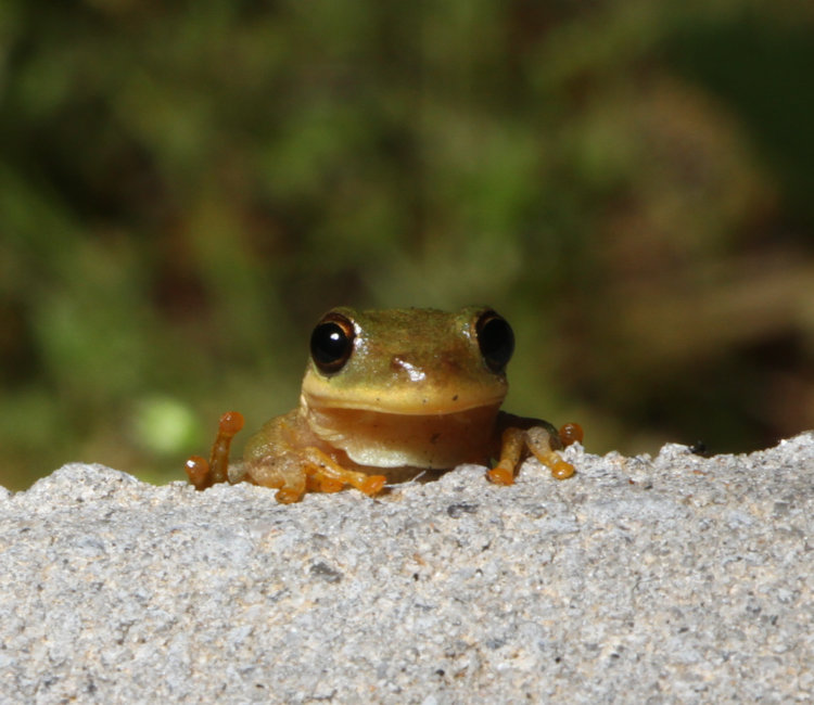 juvenile green treefrog Dryophytes cinereus peeking over paver with hind toe raised.