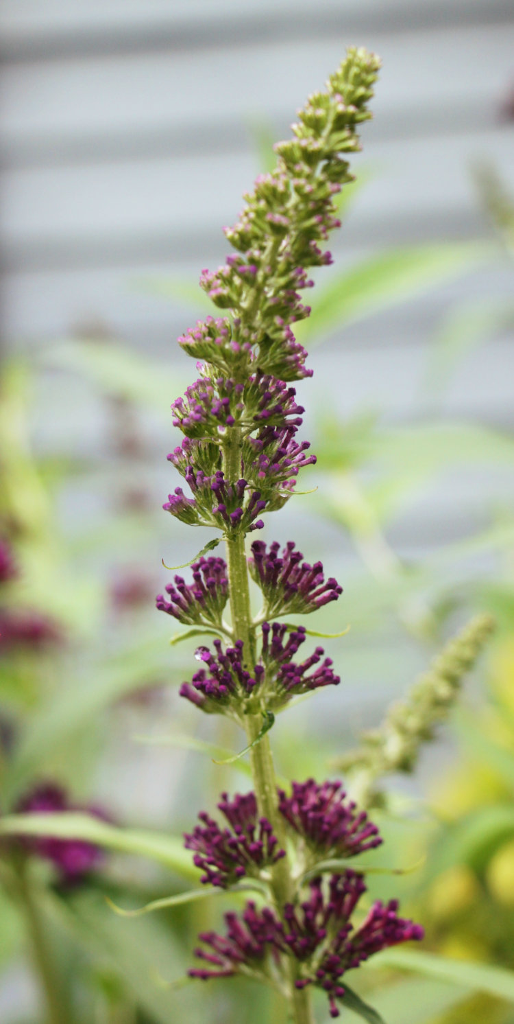 black knight butterfly bush Buddleja davidii flower spike showing atypical bud pattern