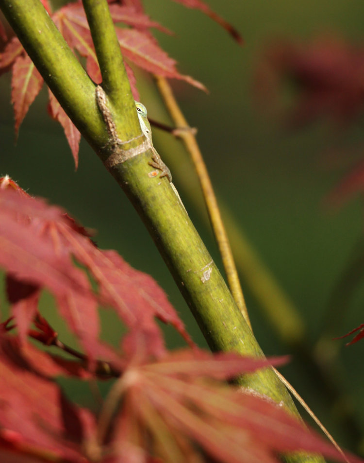 juvenile Carolina anole Anolis carolinensis peering out from behind stem of Japanese maple