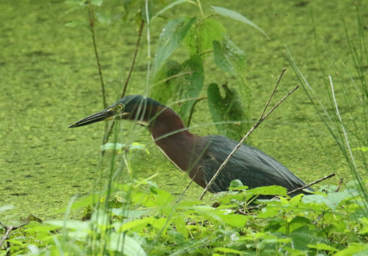 green heron Butorides virescens stalking along pond edge