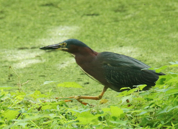 green heron Butorides virescens with leg raised in slow stalk