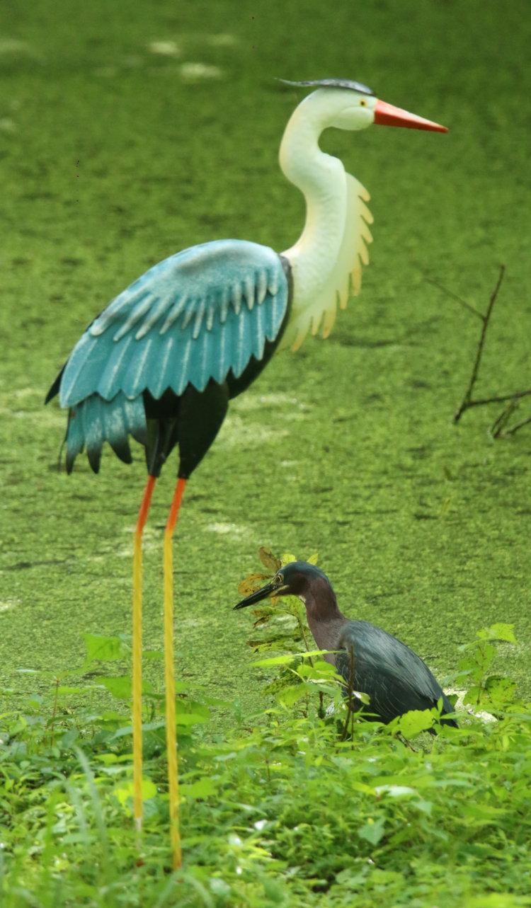 green heron Butorides virescens on pond edge alongside metal great blue heron sculpture