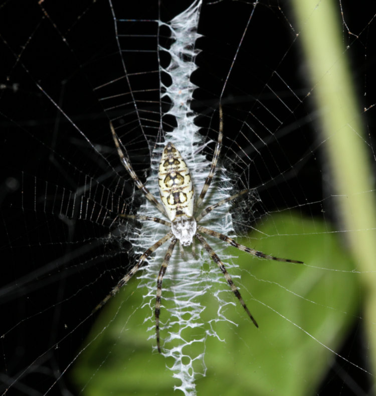 juvenile black and yellow argiope Argiope aurantia on web strung from porcelain berry Ampelopsis glandulosa vines