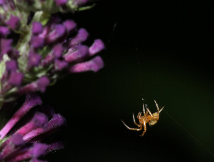 unidentified likely orb weaver stringing web from flowers of butterfly bush Buddleja davidii