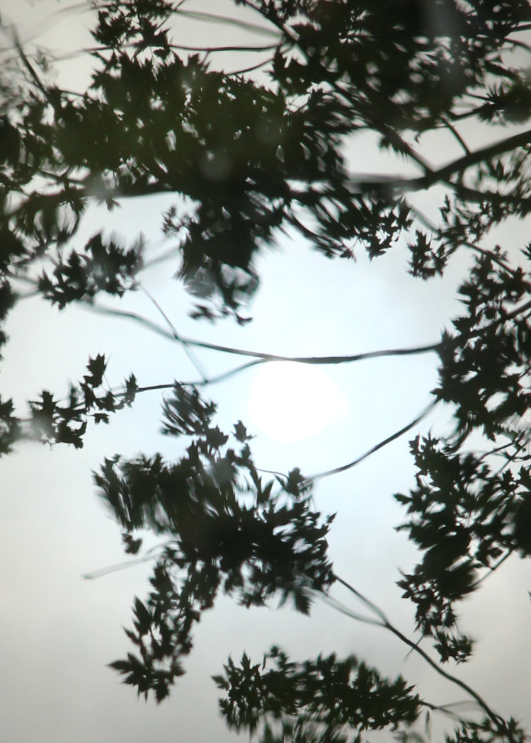 hazy sun reflected in water with leaves