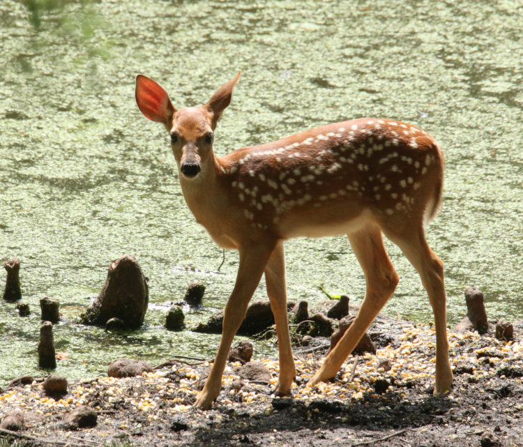 white-tailed deer Odocoileus virginianus fawn on pond edge