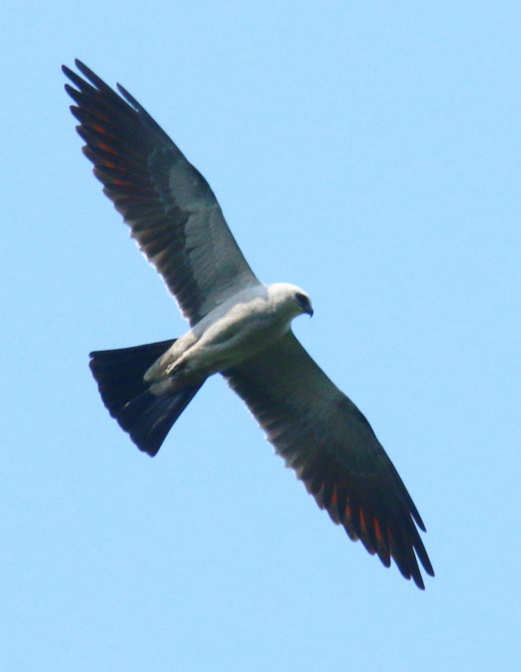 Mississippi kite Ictinia mississippiensis catching a hint of sidelighting for a moment.