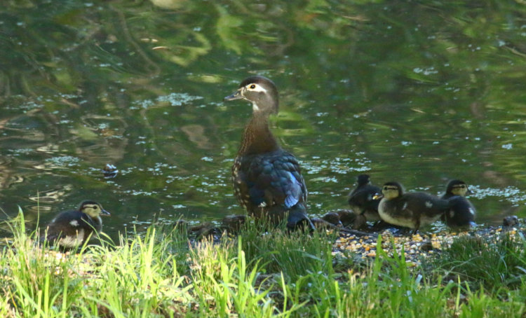 adult female wood duck Aix sponsa with ducklings on edge of pond in late afternoon sun