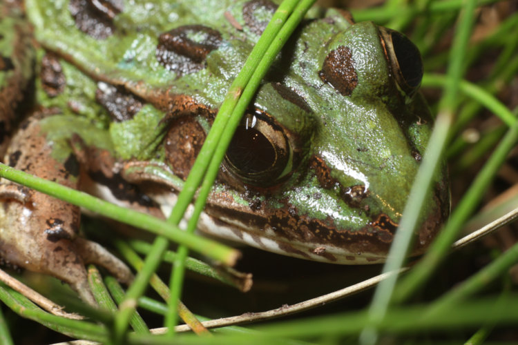 southern leopard frog Lithobates sphenocephalus in closeup under blades of grass