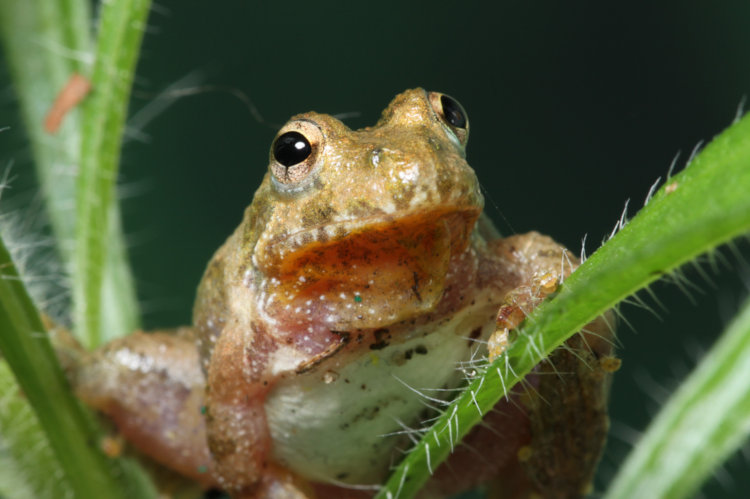 portrait angle of juvenile northern cricket frog Acris crepitans in macro studio
