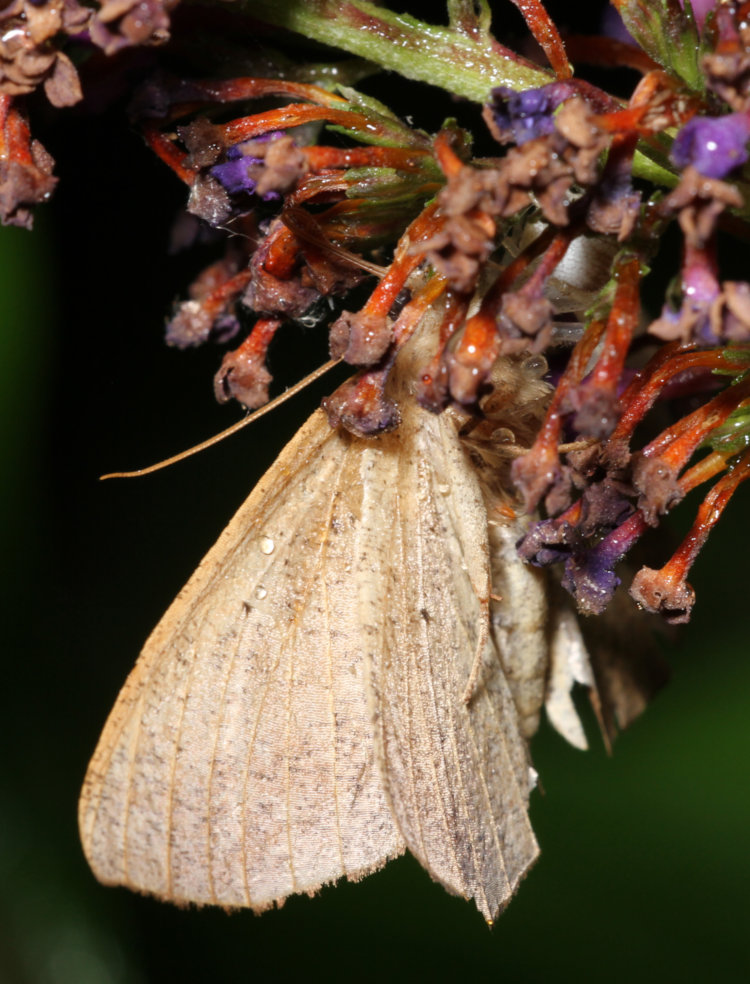 unidentified butterfly captured by crab spider Mecaphesa on butterfly bush Buddleja davidii blossoms