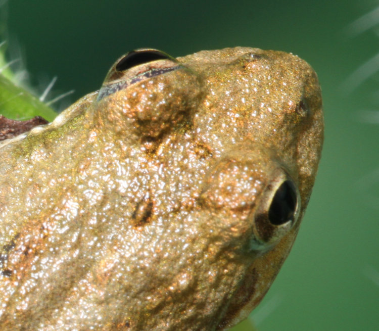 inset of dorsal view of juvenile northern cricket frog Acris crepitans showing faint vestiges of triangle between eyes on back of head