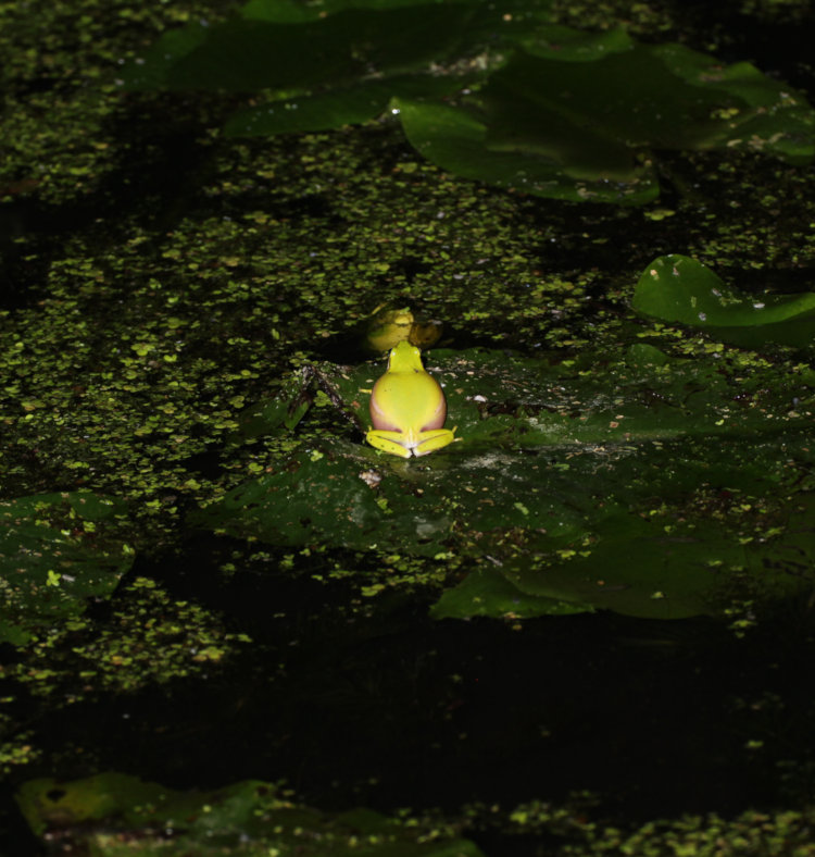 green treefrog Dryophytes cinereus perched on yellow cow lily Nuphar lutea leaves and calling at night