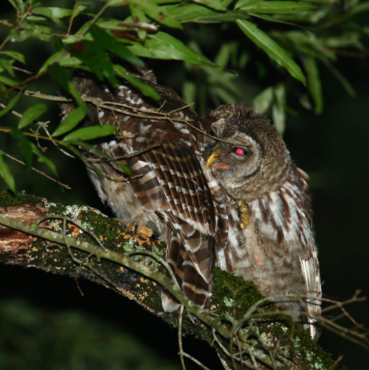pair of juvenile barred owls Strix varia preening in tree in backyard