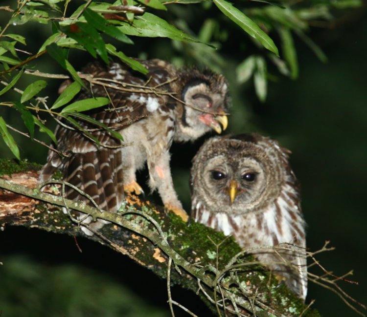 pair of juvenile barred owls Strix varia preening in tree in backyard