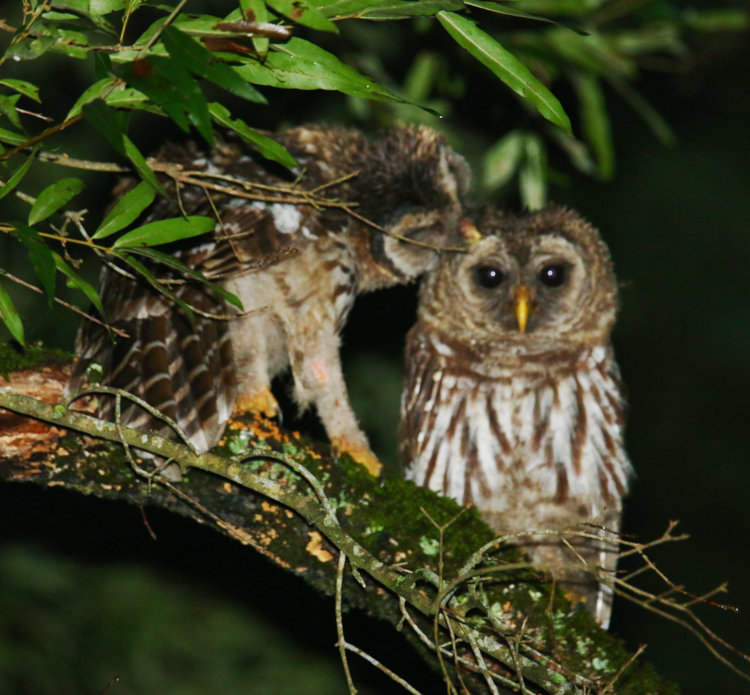 pair of juvenile barred owls Strix varia preening in tree in backyard