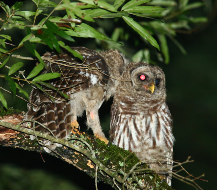 pair of juvenile barred owls Strix varia preening in tree in backyard