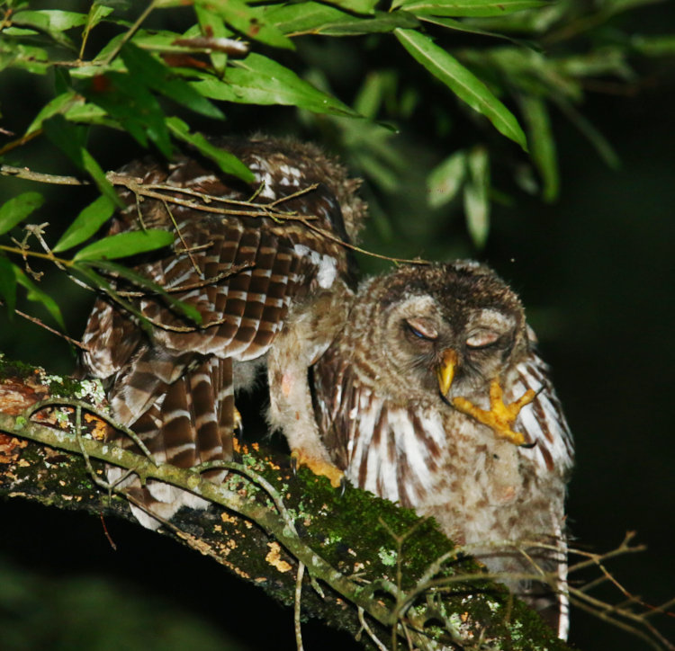 pair of juvenile barred owls Strix varia preening in tree in backyard