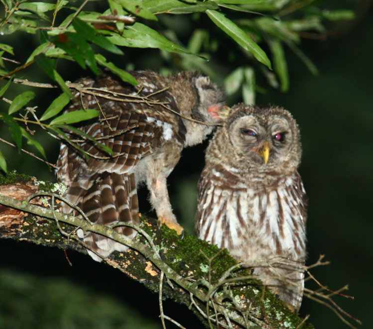 pair of juvenile barred owls Strix varia preening in tree in backyard
