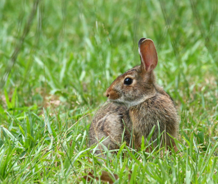 young adult eastern cottontail Sylvilagus floridanus in yard