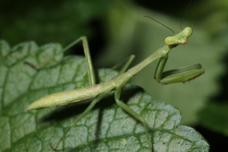newborn Chinese mantis tenodera sinensis on leaf staring at photographer