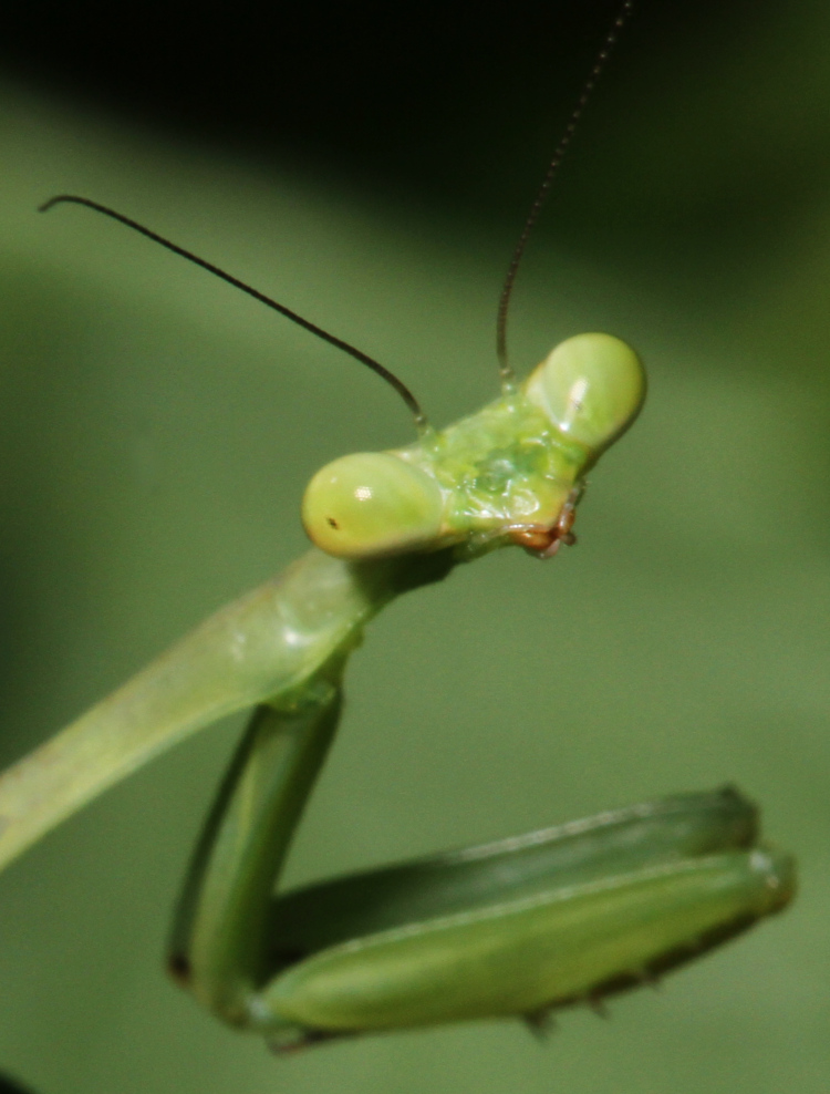 tighter crop of previous image of newborn Chinese mantis Tenodera sinensis