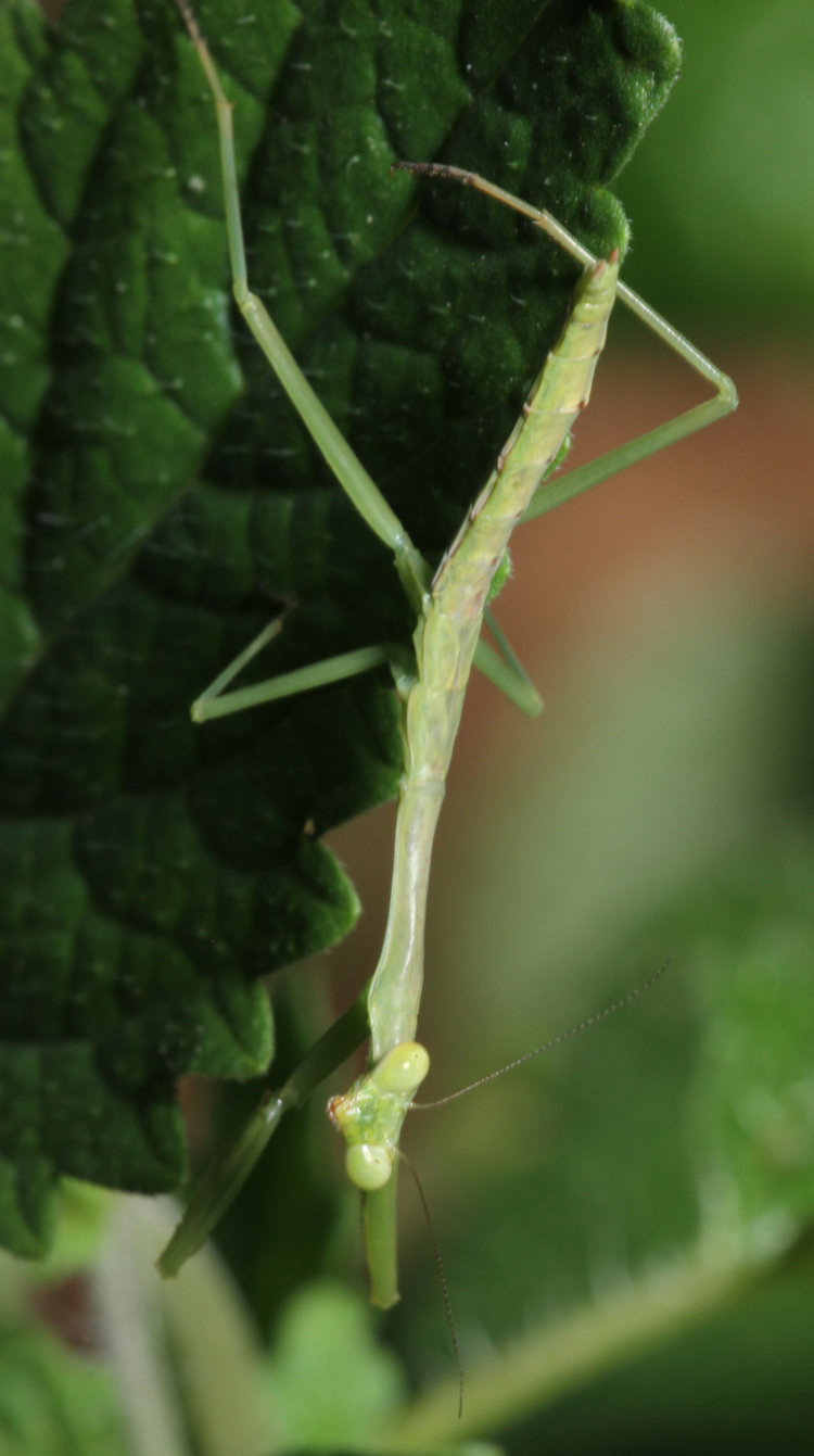 newborn Chinese mantis Tenodera sinensis perched on weed