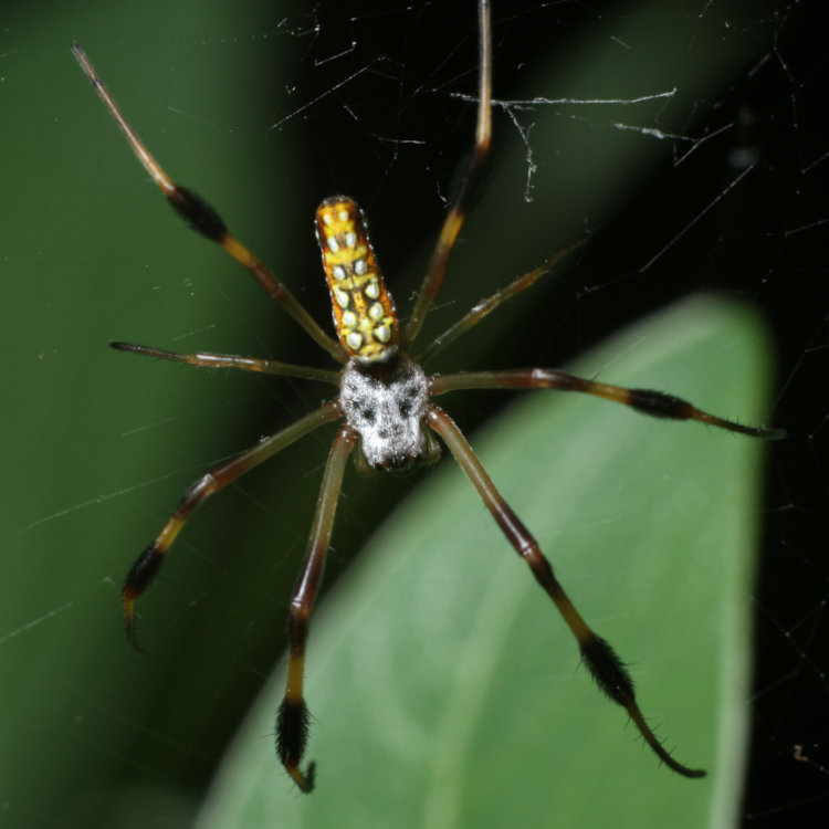 immature female golden silk orbweaver Trichonephila clavipes on web attached to paperbush Edgeworthia 
