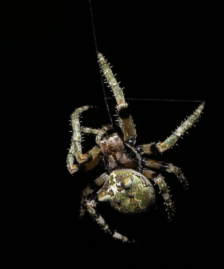 female giant lichen orbweaver Araneus bicentenarius spinning web