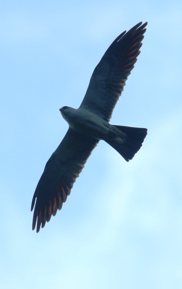 Mississippi kite Ictinia mississippiensis wheeling overhead in late afternoon