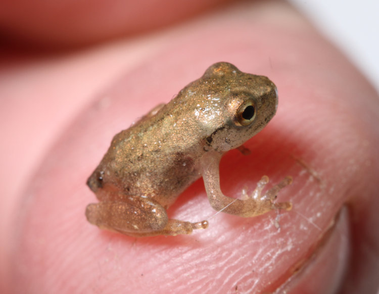 unidentified juvenile frog on author's finger