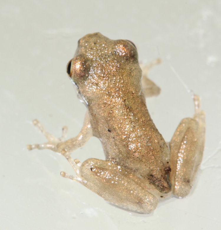 unmarked back of unidentified juvenile frog
