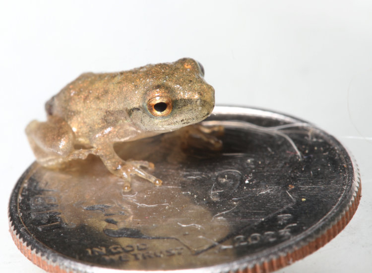 unidentified juvenile frog perched on US dime coin