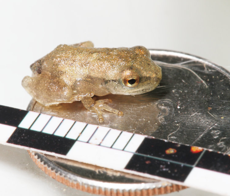unidentified juvenile frog on US dime alongside millimeter scale