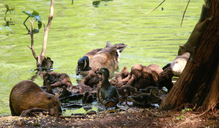 wood duck Aix sponsa mother and ducklings chowing down at pond edge with Canada geese Branta canadensis, nutria Myocastor coypus, and eastern grey squirrel Sciurus carolinensis