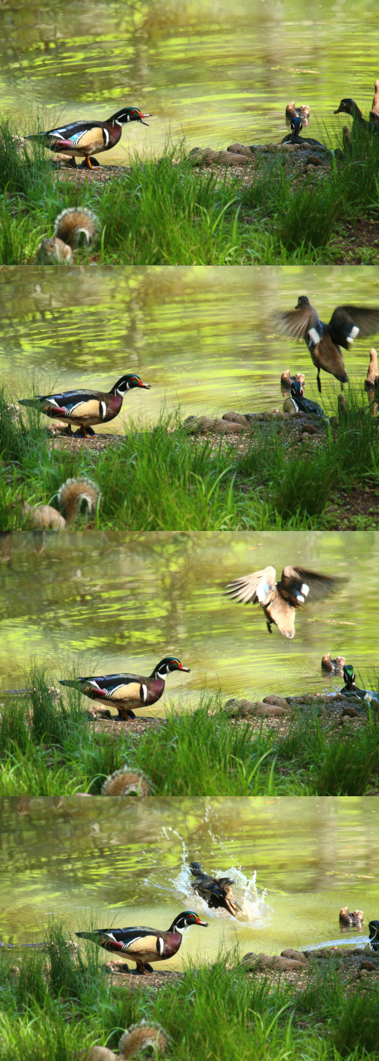 four-image sequence of territorial male wood duck Aix sponsa chasing female into water