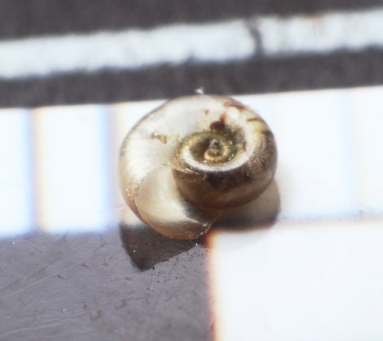minuscule snail shell on millimeter scale