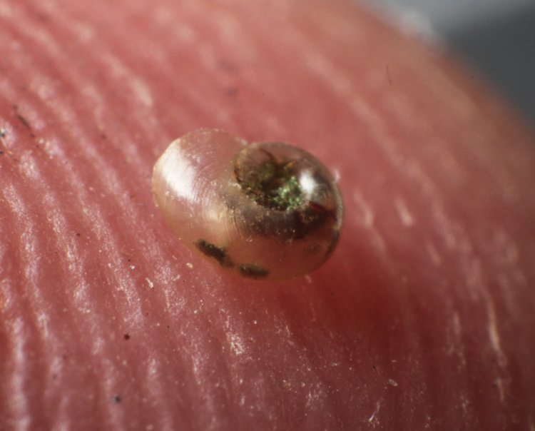 minuscule snail placed on photographer's fingertip