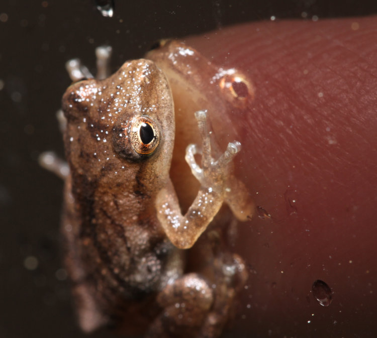 juvenile spring peeper Pseudacris crucifer on reflective film on storm door with The Girlfriend's finger on opposite side for scale