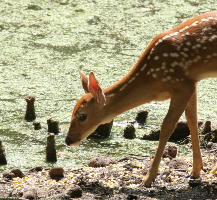 closer look at other white-tailed deer Odocoileus virginianus fawn showing possible antler buttons