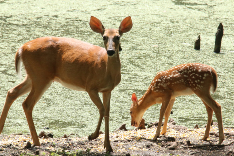 white-tailed deer Odocoileus virginianus doe with fawn feeding on corn on podnedge