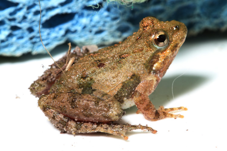 juvenile northern cricket frog Acris crepitans perched on sink alongside sponge after recapture