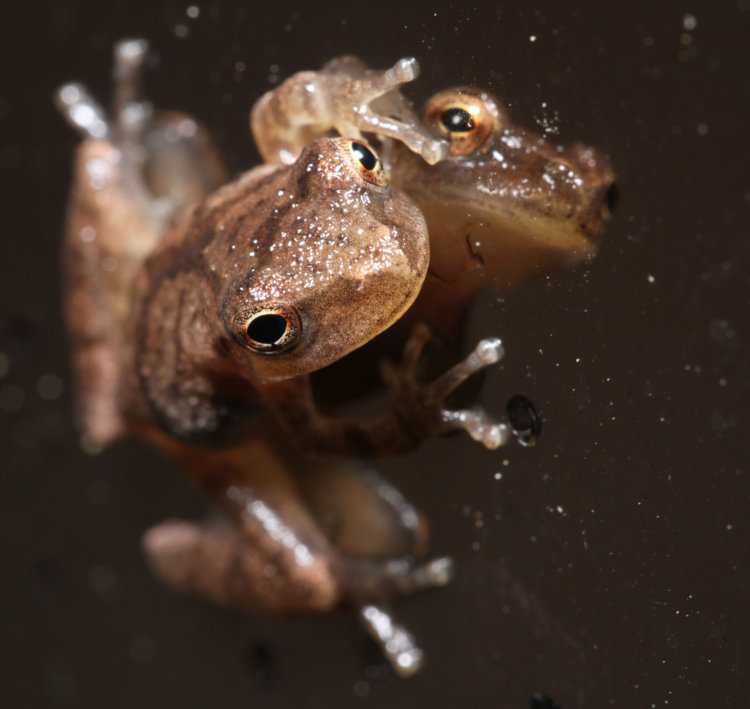 juvenile spring peeper Pseudacris crucifer perched alongside own image in reflective film on storm door