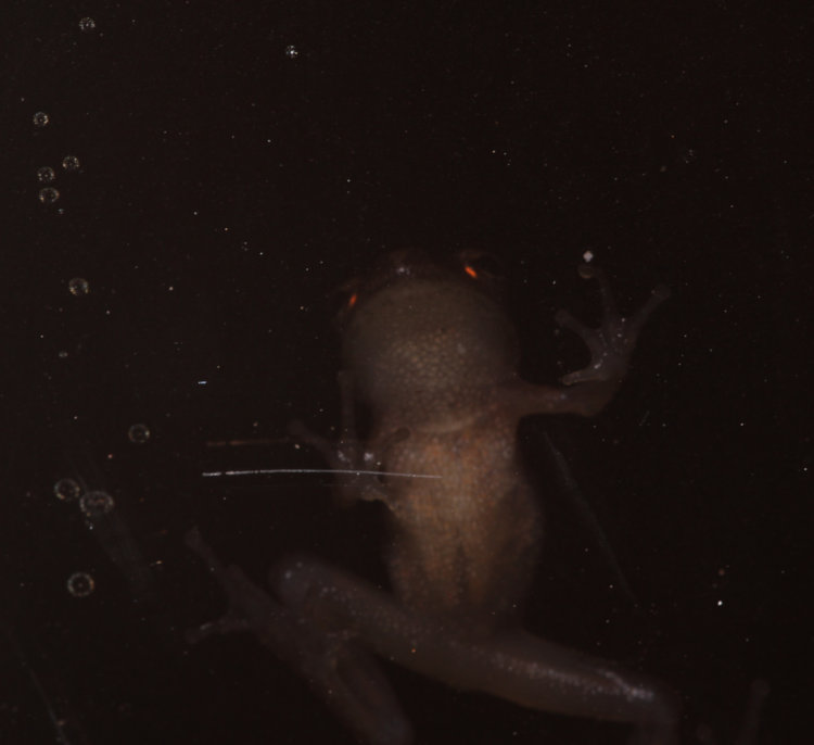 bizarre shaded image of spring peeper Pseudacris crucifer on far side of tinted glass