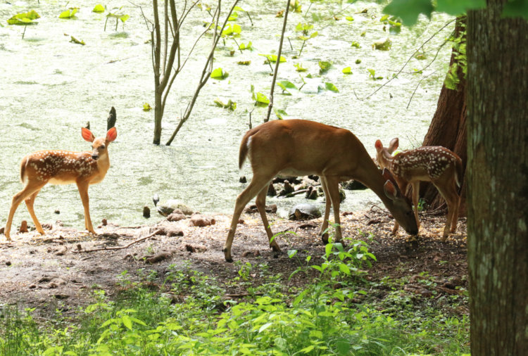 white-tailed deer Odocoileus virginianus doe with two fawns at pond edge