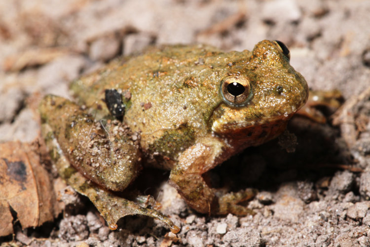 juvenile northern cricket frog Acris crepitans in macro tray, briefly