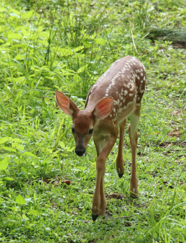 white-tailed deer Odocoileus virginianus fawn, likely doe, slowly following mother
