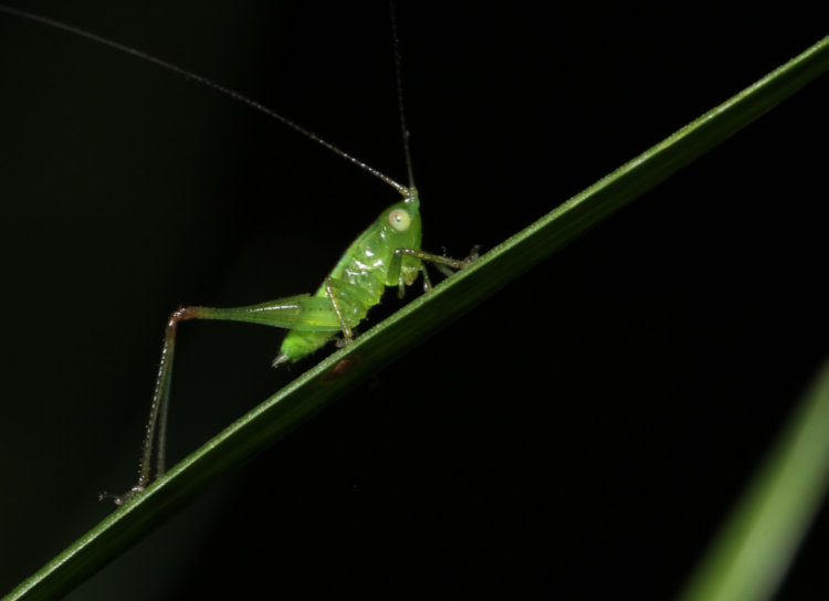 unidentified katydid nymph on liriope blade