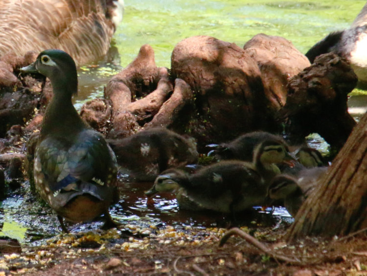 mother wood duck Aix sponsa with brood of five ducklings at pond edge