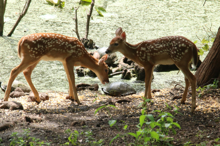 two white-tailed deer Odocoileus virginianus fawns determing that yellow-bellied sliders Trachemys scripta scripta are harmless